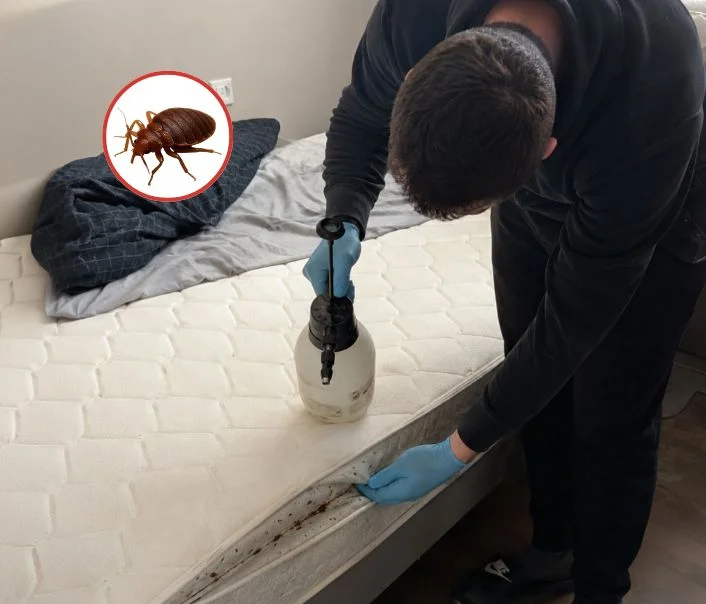 Technicien traitant un matelas contre les punaises de lit à Courtry